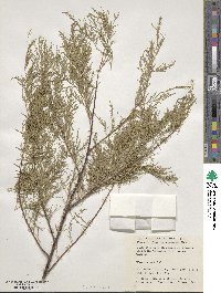 Tamarix ramosissima image