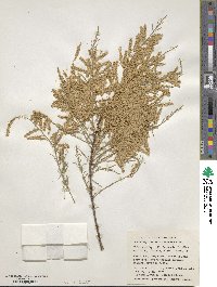 Tamarix ramosissima image