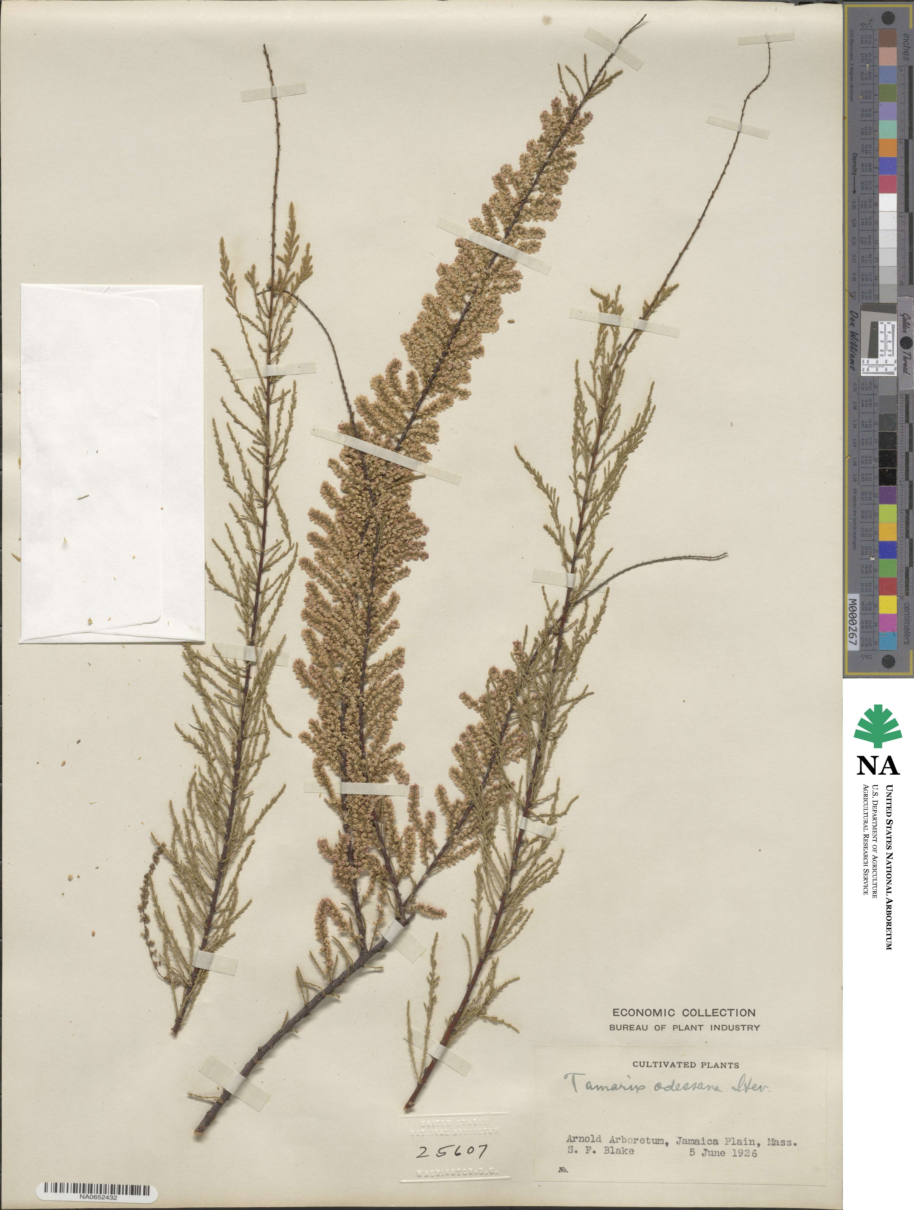 Tamarix ramosissima image