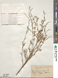 Tamarix parviflora image