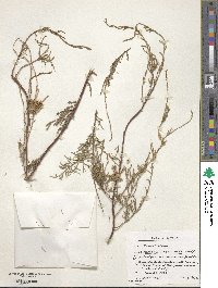 Image of Tamarix smyrnensis