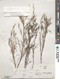 Tamarix smyrnensis image