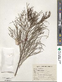 Image of Tamarix stricta