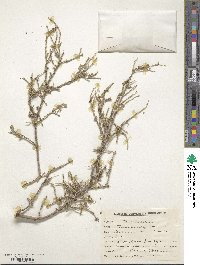 Tamarix stricta image