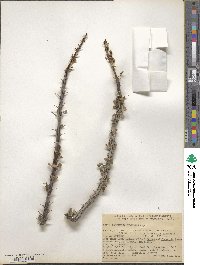 Fouquieria splendens image