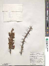 Fouquieria splendens image