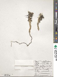 Fouquieria splendens image