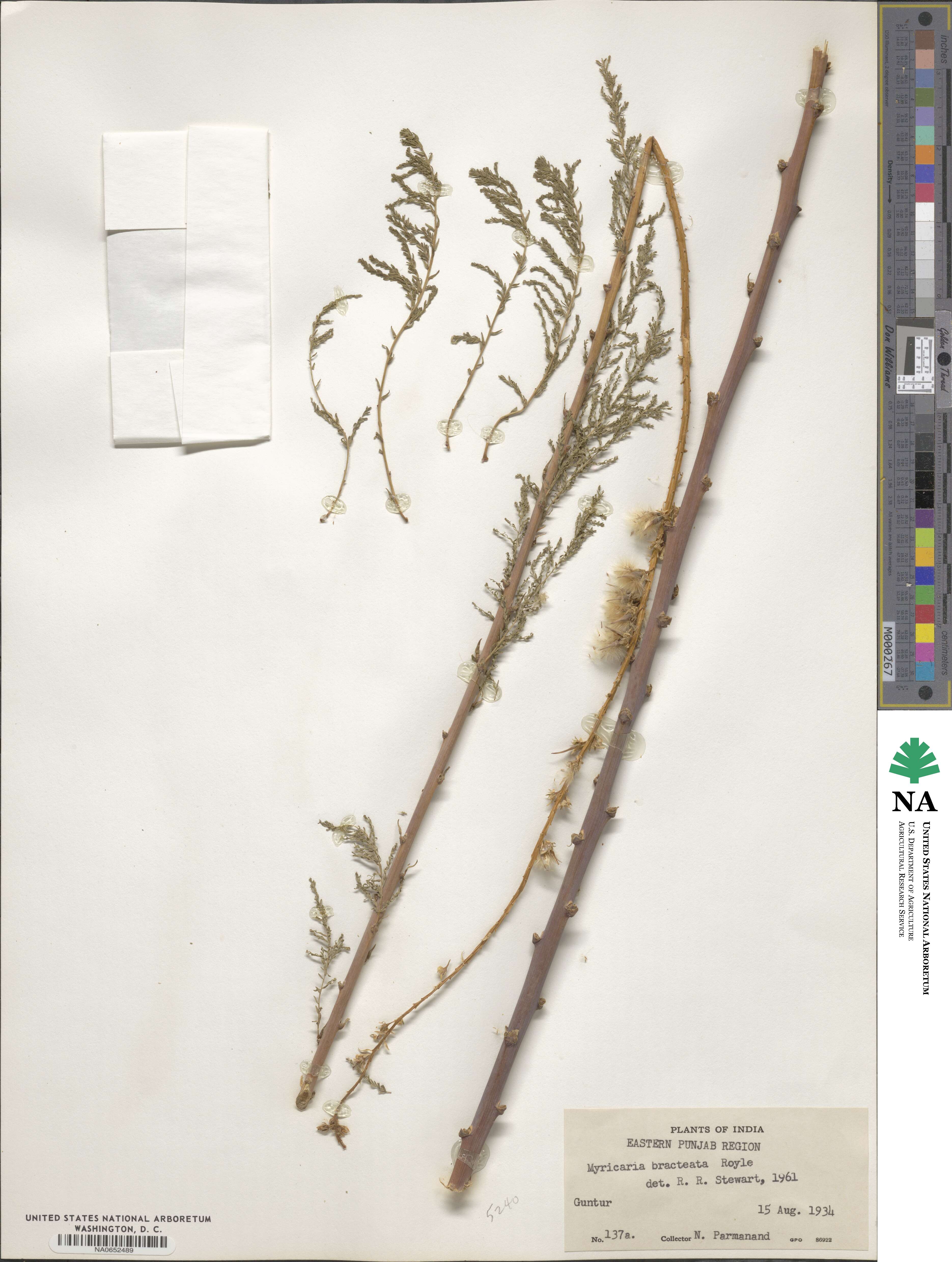 Myricaria germanica subsp. alopecuroides image