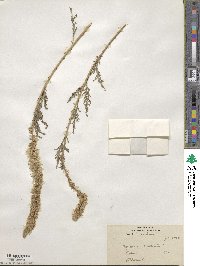 Myricaria germanica subsp. alopecuroides image