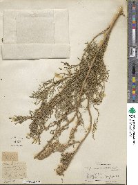 Myricaria germanica subsp. alopecuroides image