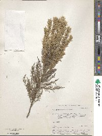 Myricaria germanica subsp. alopecuroides image