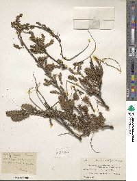 Image of Myricaria prostrata