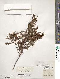 Myricaria germanica image