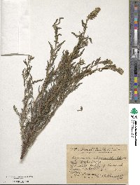 Myricaria germanica subsp. alopecuroides image