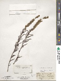 Myricaria germanica image