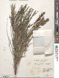 Myricaria germanica image