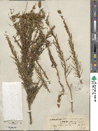 Myricaria germanica image