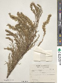 Myricaria germanica image