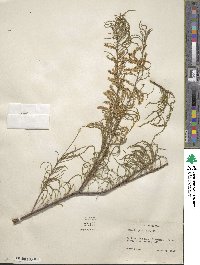 Tamarix parviflora image