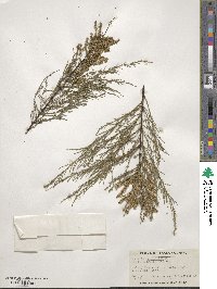 Tamarix parviflora image