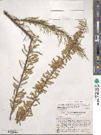 Tamarix parviflora image