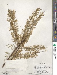 Tamarix parviflora image