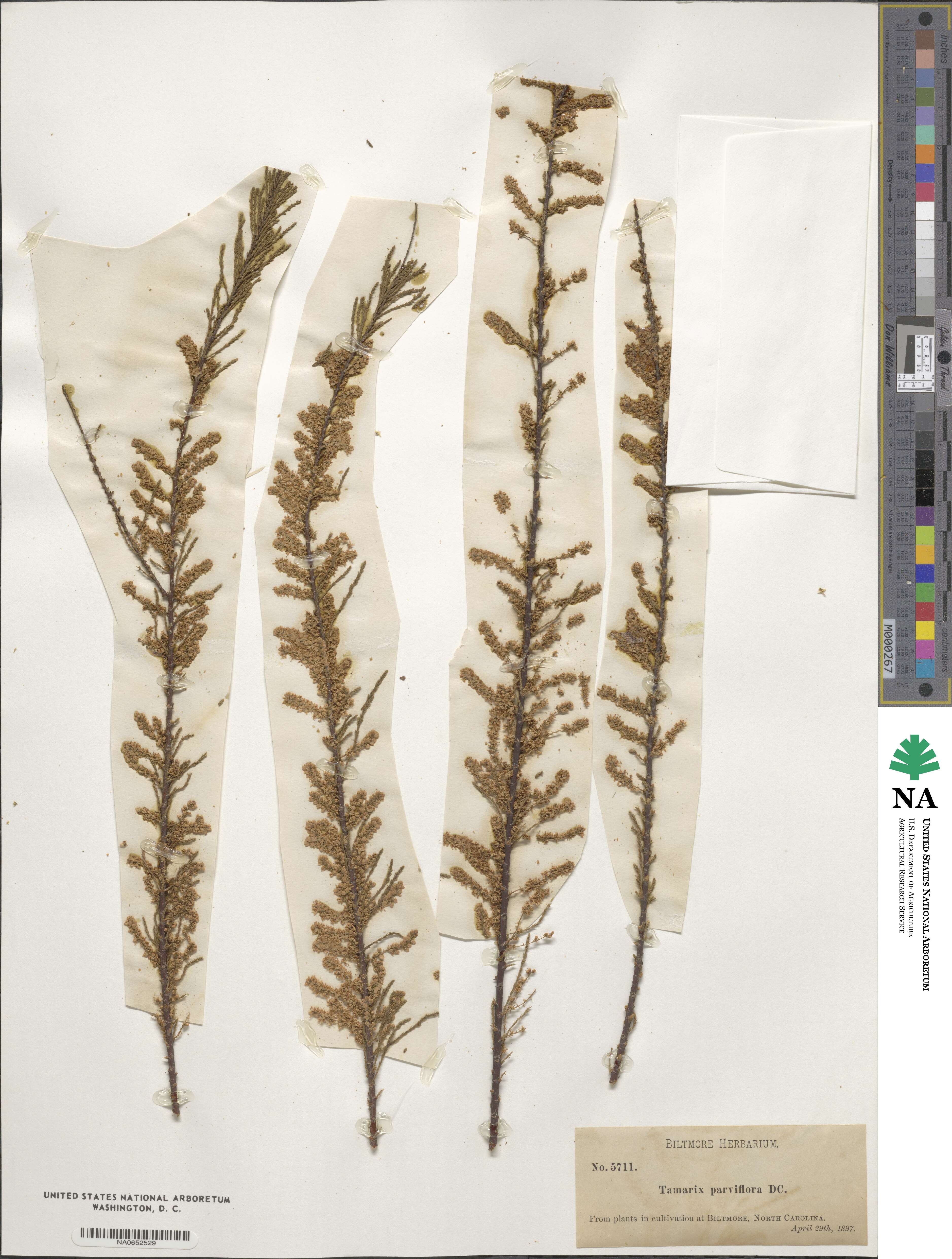 Tamarix parviflora image