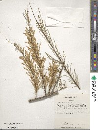 Tamarix parviflora image