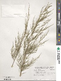 Tamarix parviflora image