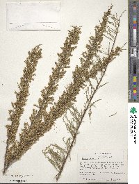 Tamarix parviflora image