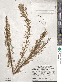 Tamarix parviflora image