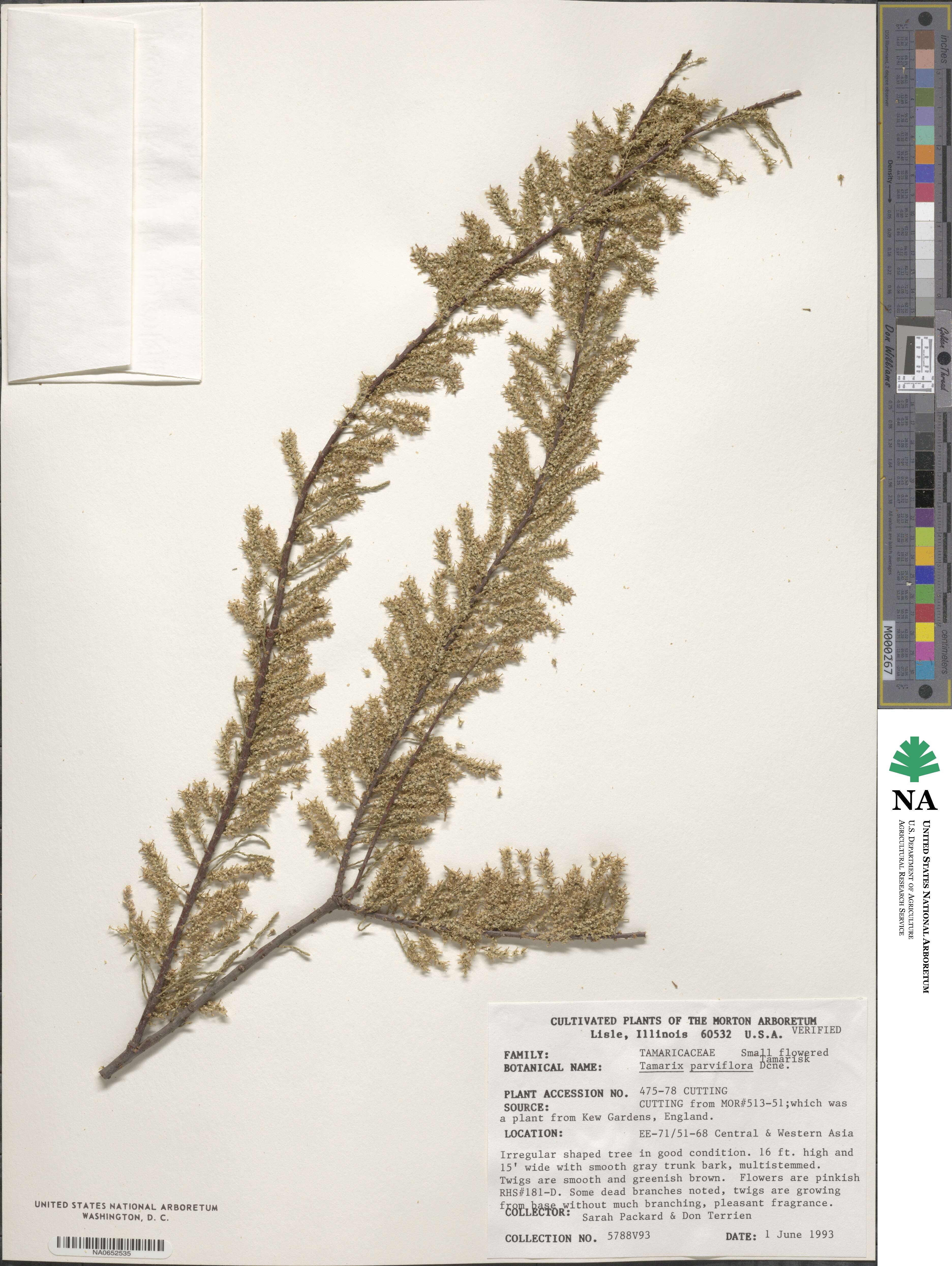 Tamarix parviflora image