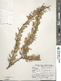 Tamarix parviflora image