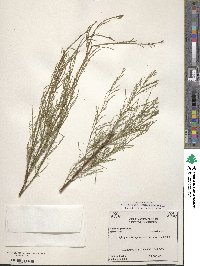 Tamarix parviflora image