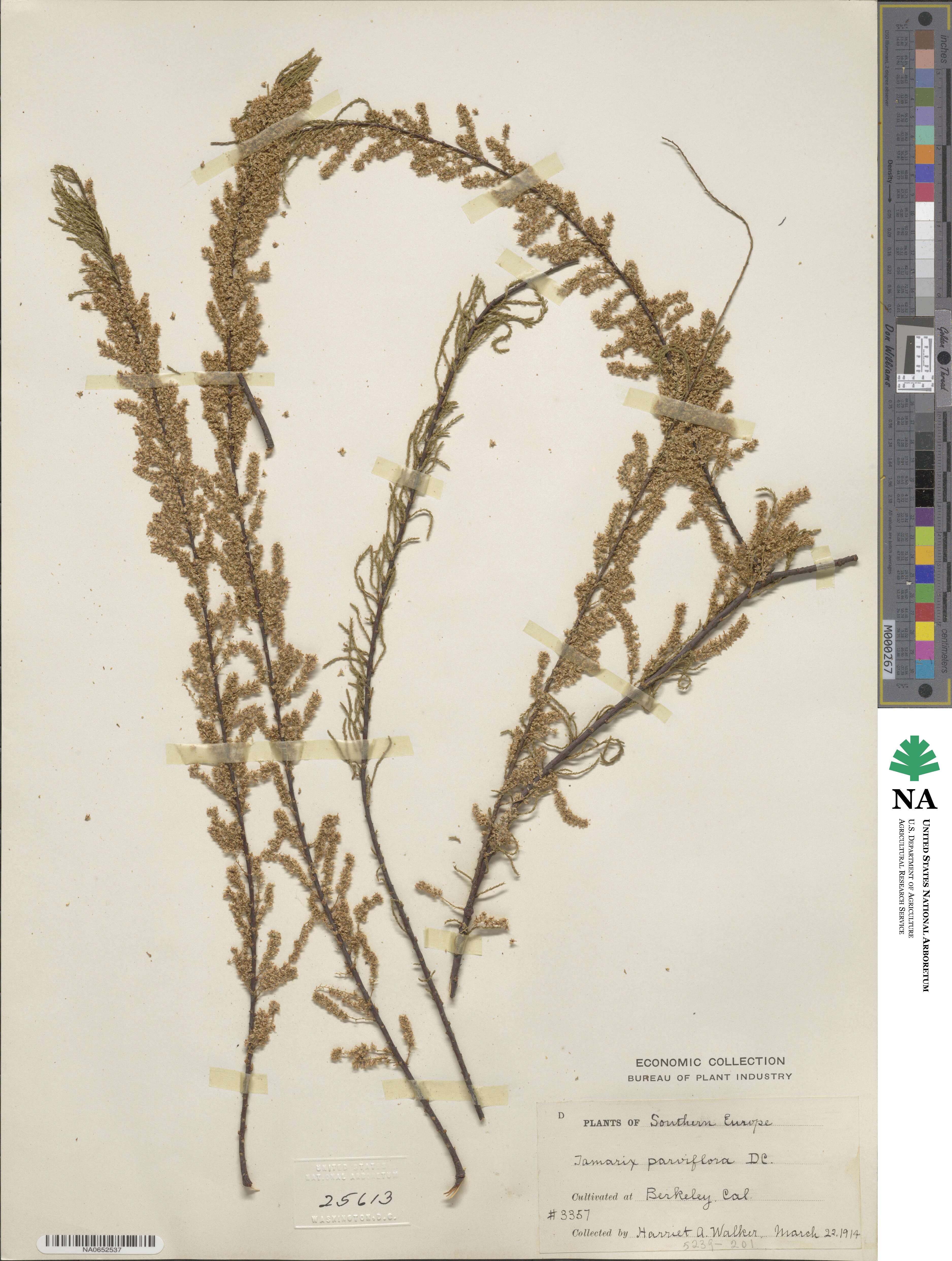 Tamarix parviflora image