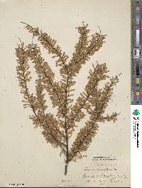 Tamarix parviflora image