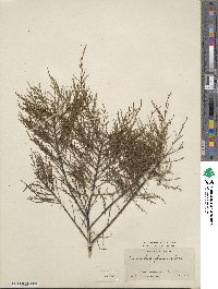 Tamarix parviflora image