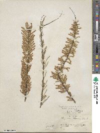 Tamarix parviflora image