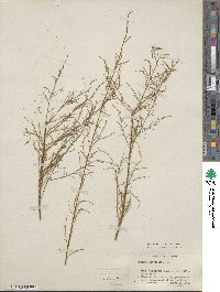 Tamarix parviflora image