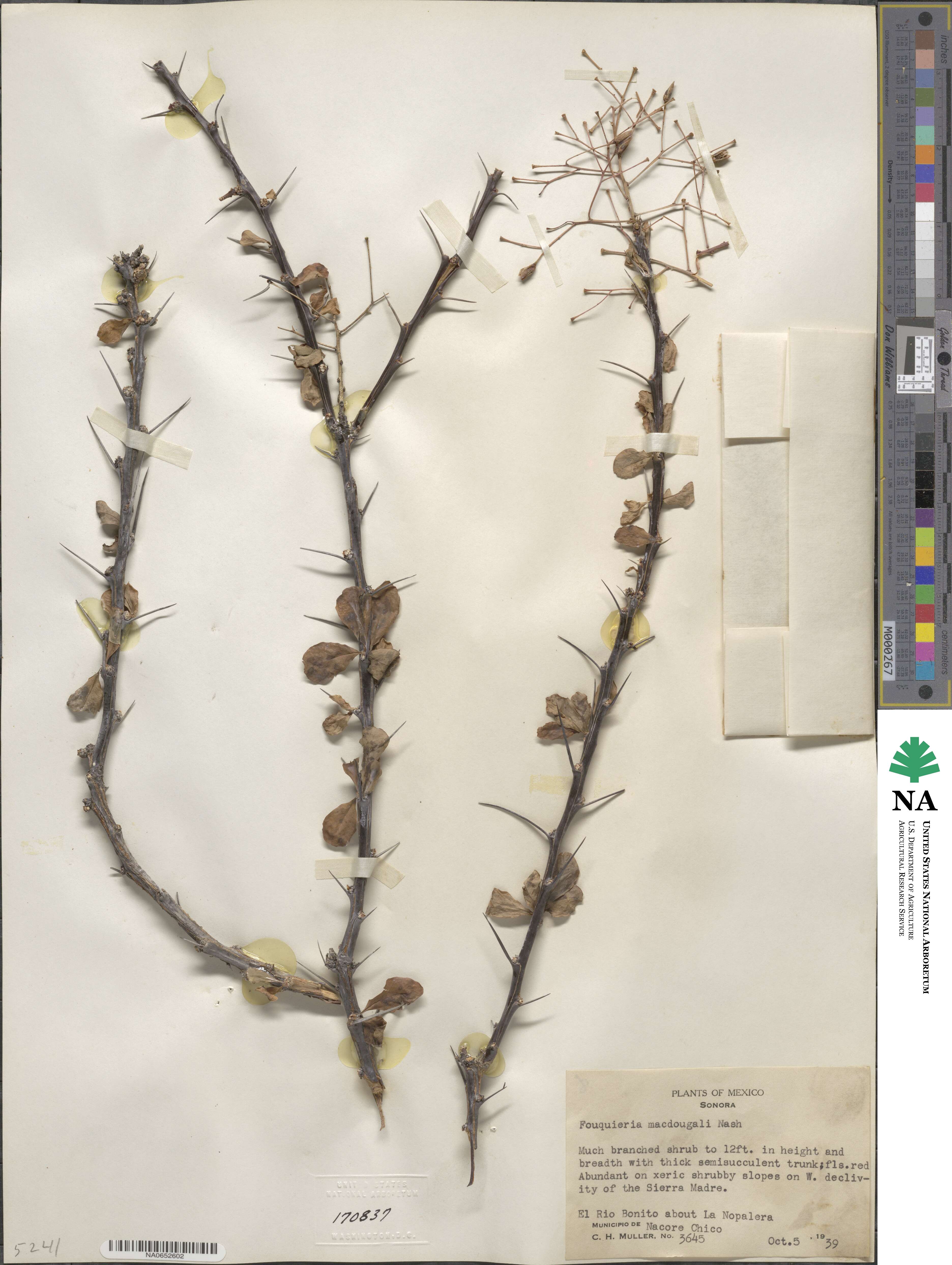 Fouquieria macdougalii image