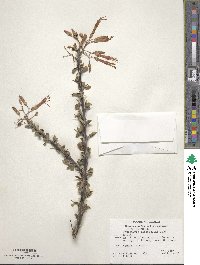 Fouquieria macdougalii image