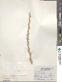 Image of Fouquieria columnaris