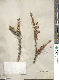 Fouquieria splendens image