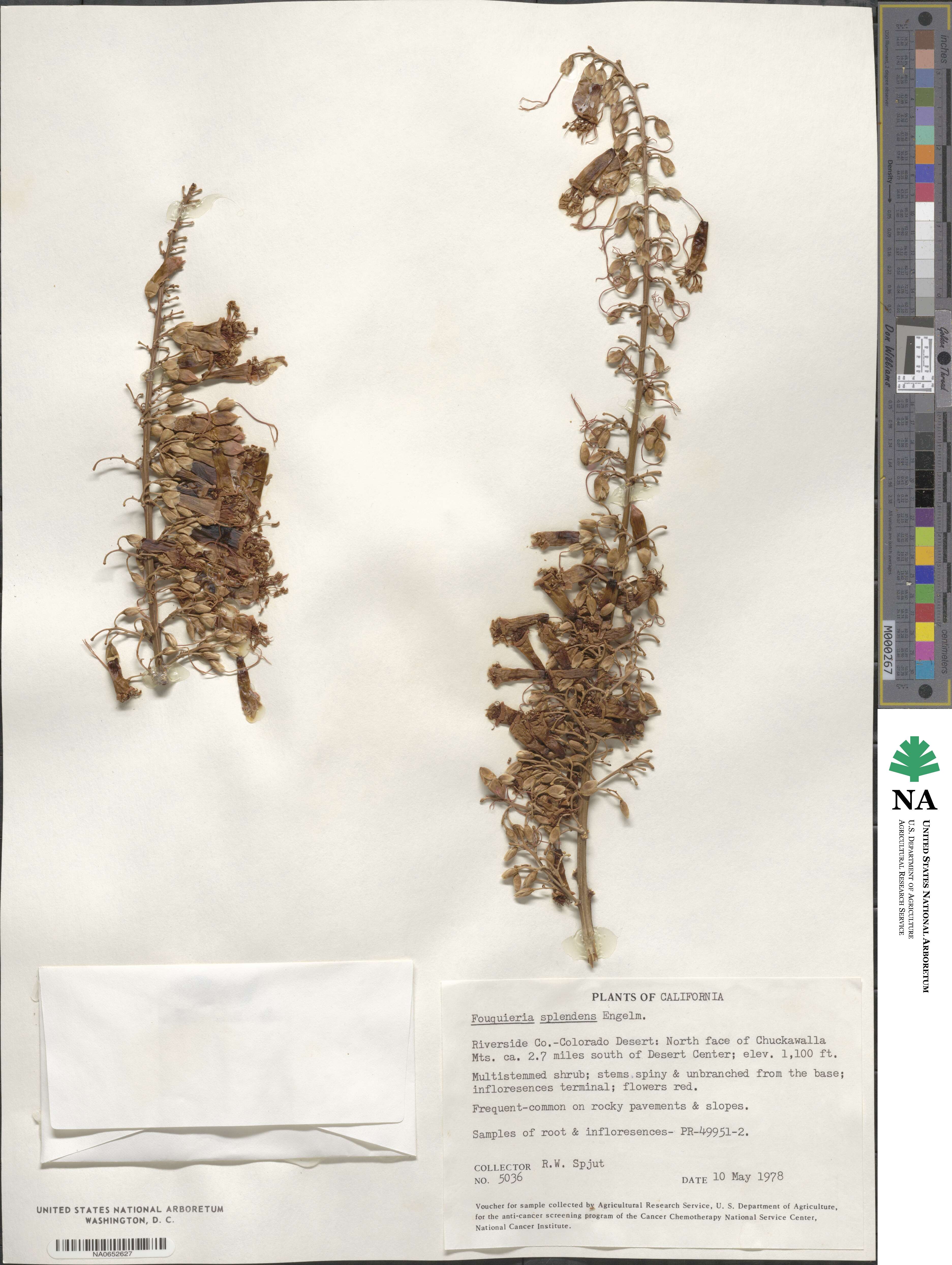 Fouquieria image