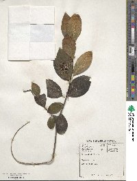 Dais cotinifolia image