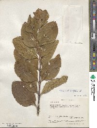 Dais cotinifolia image