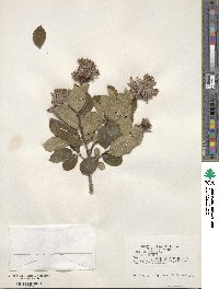 Dais cotinifolia image