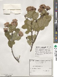 Dais cotinifolia image