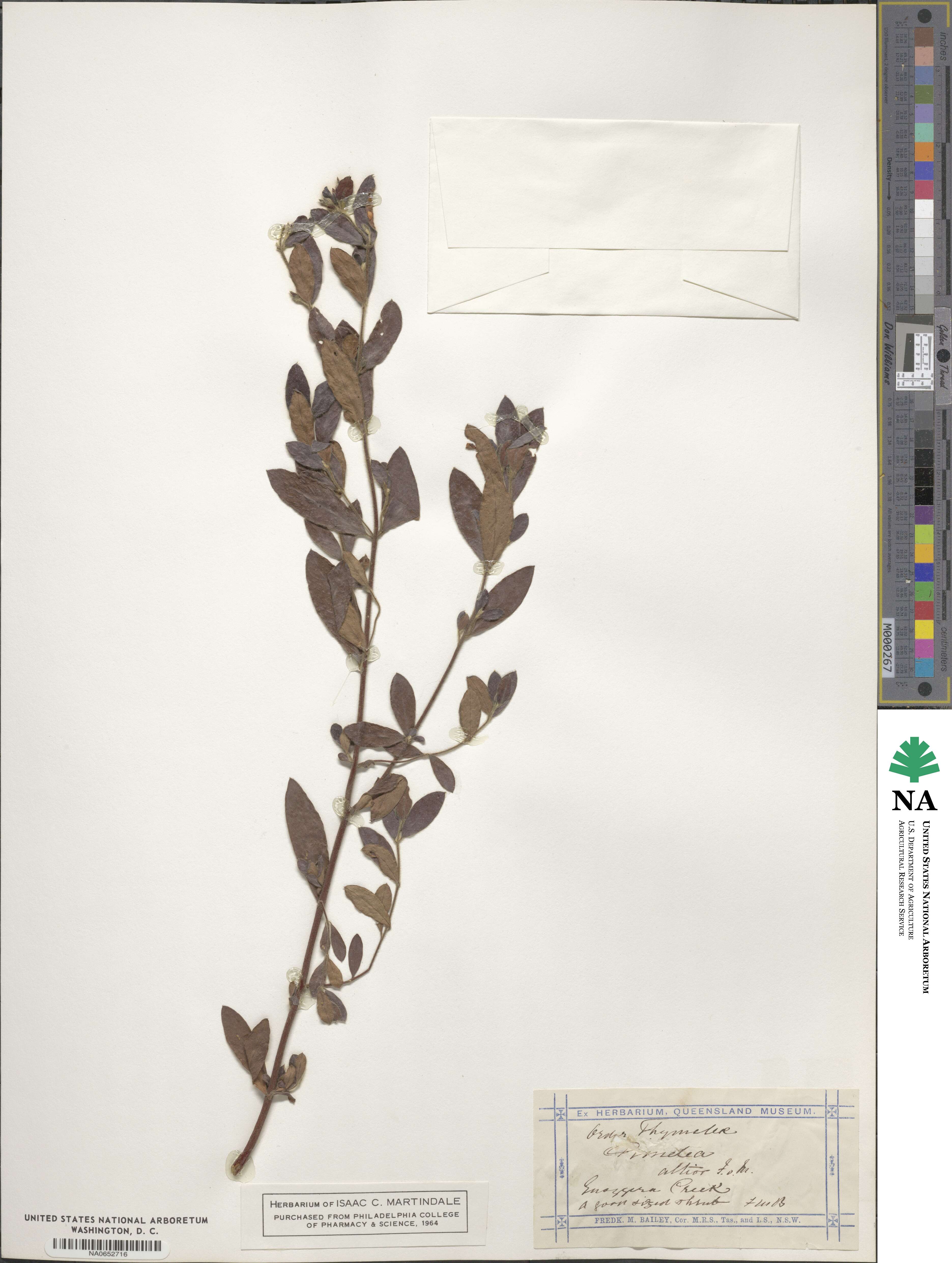 Pimelea latifolia subsp. altior image