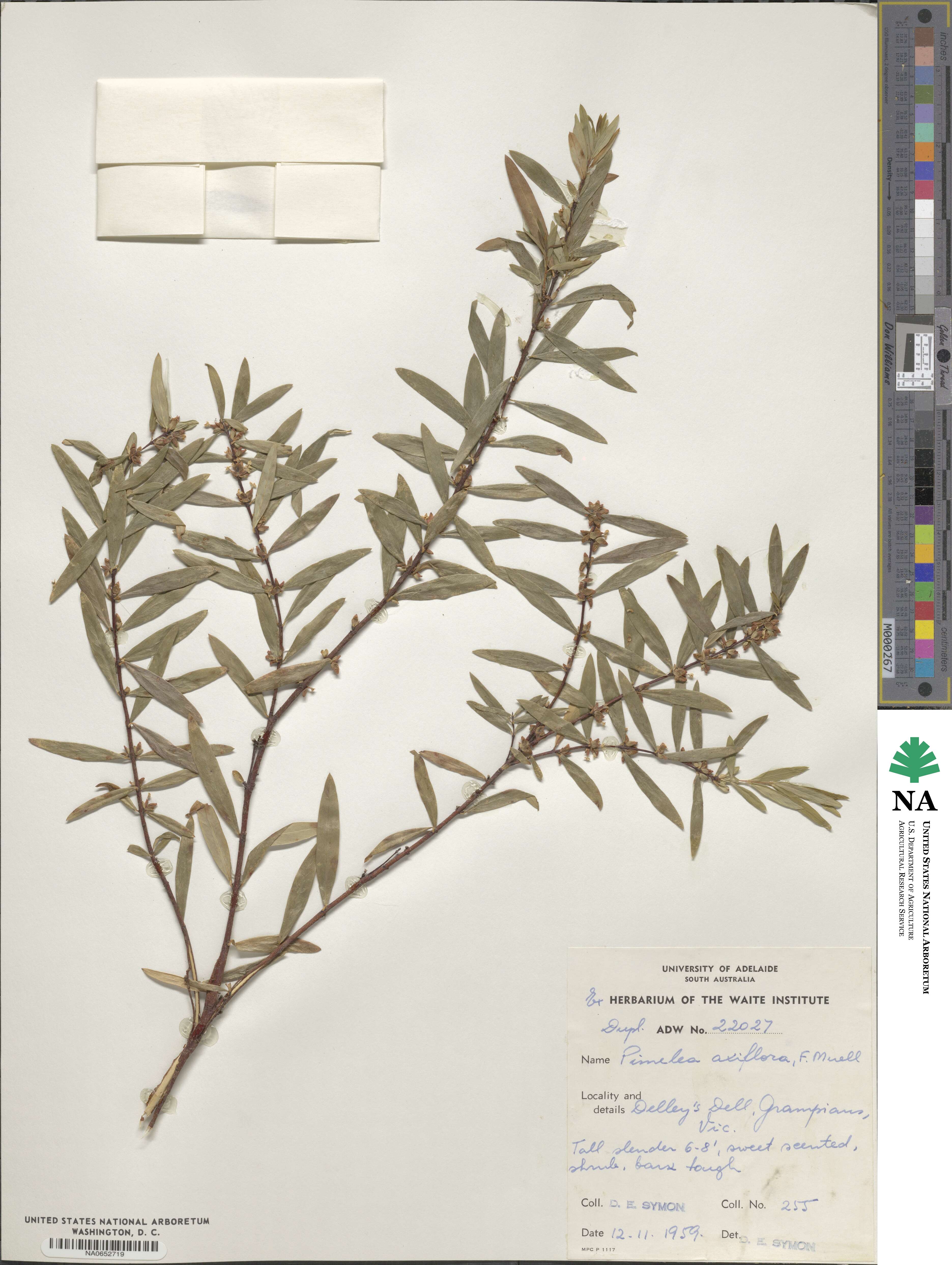 Pimelea axiflora image